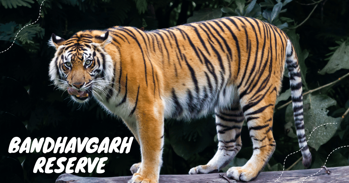 Man killed in tiger attack in Bandhavgarh reserve.